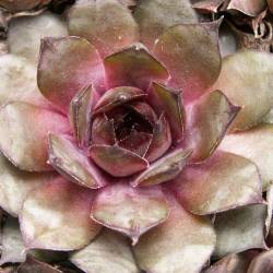 Sempervivum - Dachwurz - Hauswurz